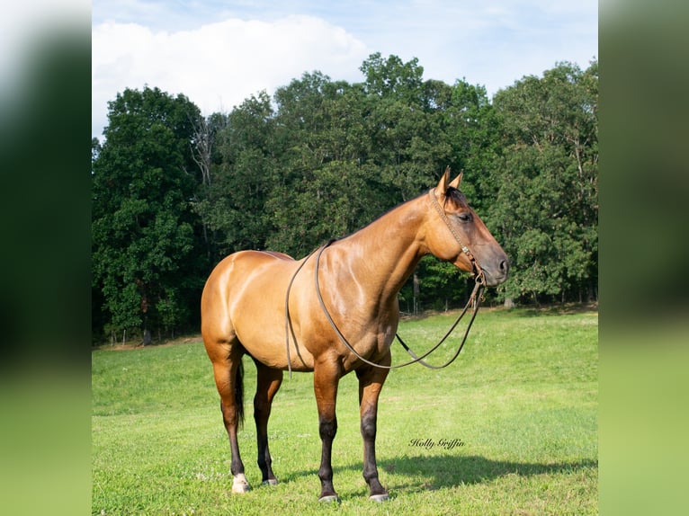 American Quarter Horse Wallach 5 Jahre 152 cm Falbe in Greenville Ky