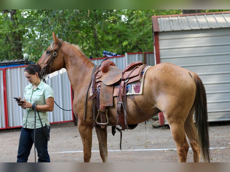 American Quarter Horse Wallach 5 Jahre 152 cm Falbe in RUSK, TX