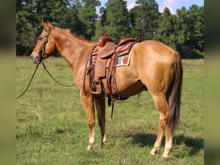 American Quarter Horse Wallach 5 Jahre 152 cm Falbe in RUSK, TX