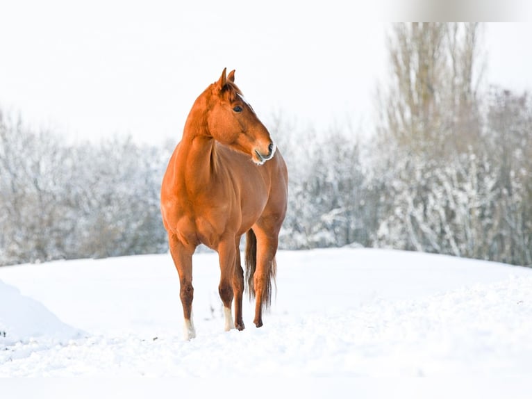 American Quarter Horse Wallach 5 Jahre 152 cm Fuchs in Wolfern