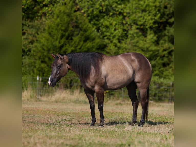 American Quarter Horse Wallach 5 Jahre 152 cm Grullo in Mount Vernon