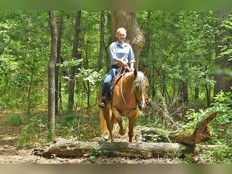 American Quarter Horse Wallach 5 Jahre 152 cm Palomino in Belfast