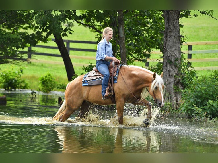 American Quarter Horse Wallach 5 Jahre 152 cm Palomino in Belfast