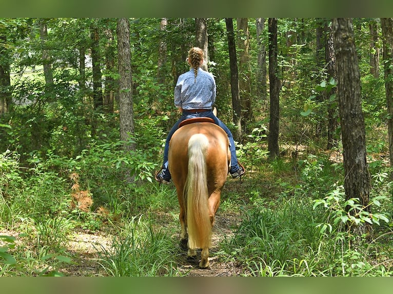 American Quarter Horse Wallach 5 Jahre 152 cm Palomino in Belfast
