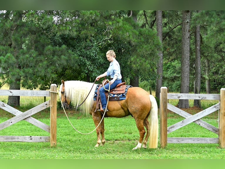 American Quarter Horse Wallach 5 Jahre 152 cm Palomino in Belfast