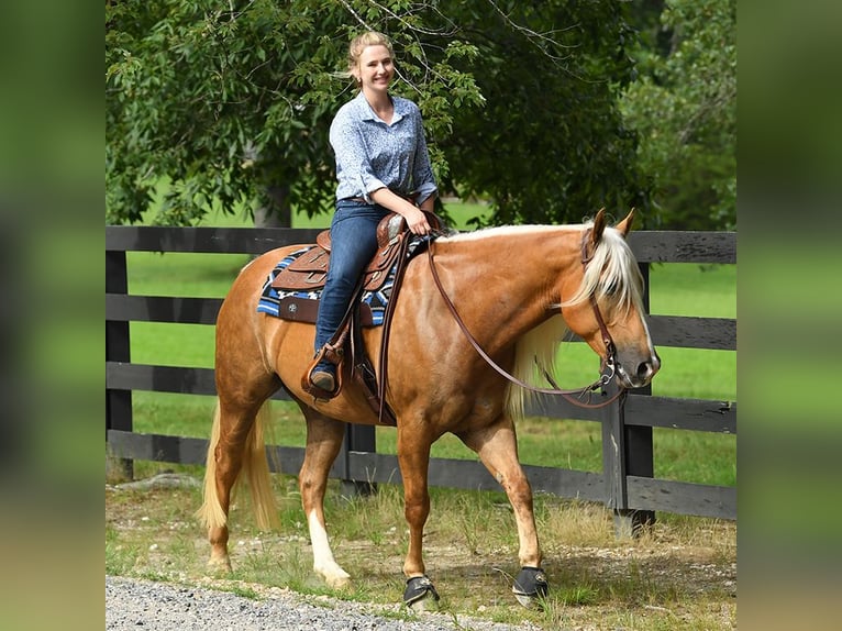 American Quarter Horse Wallach 5 Jahre 152 cm Palomino in Belfast