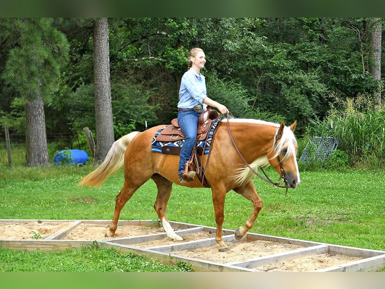 American Quarter Horse Wallach 5 Jahre 152 cm Palomino in Belfast