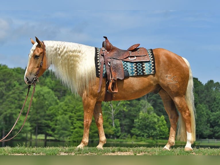 American Quarter Horse Wallach 5 Jahre 152 cm Palomino in Belfast
