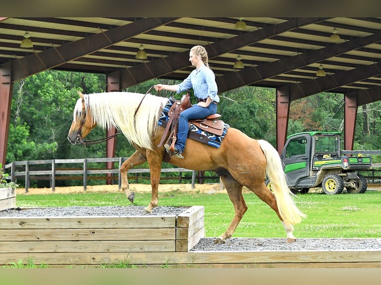 American Quarter Horse Wallach 5 Jahre 152 cm Palomino in Belfast
