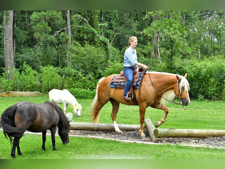 American Quarter Horse Wallach 5 Jahre 152 cm Palomino in Belfast
