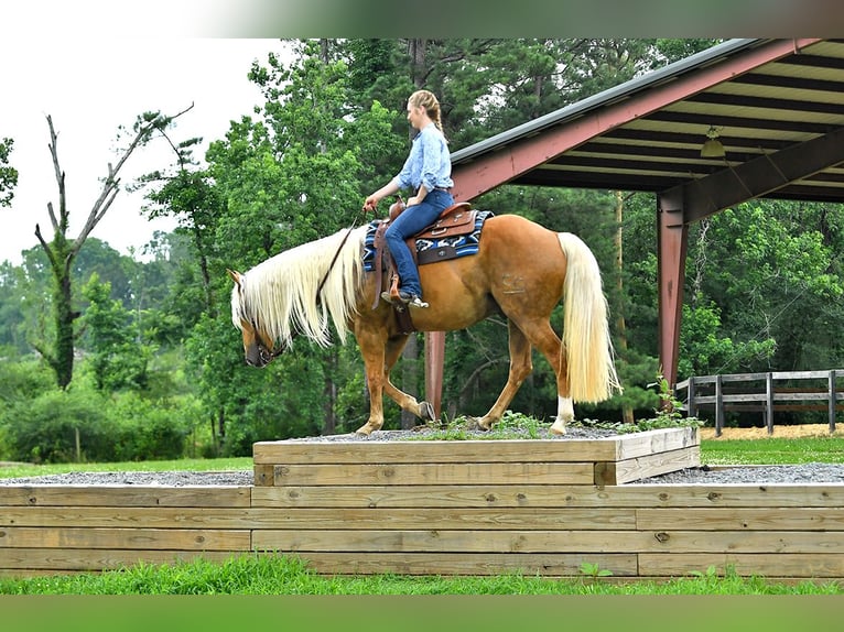 American Quarter Horse Wallach 5 Jahre 152 cm Palomino in Belfast