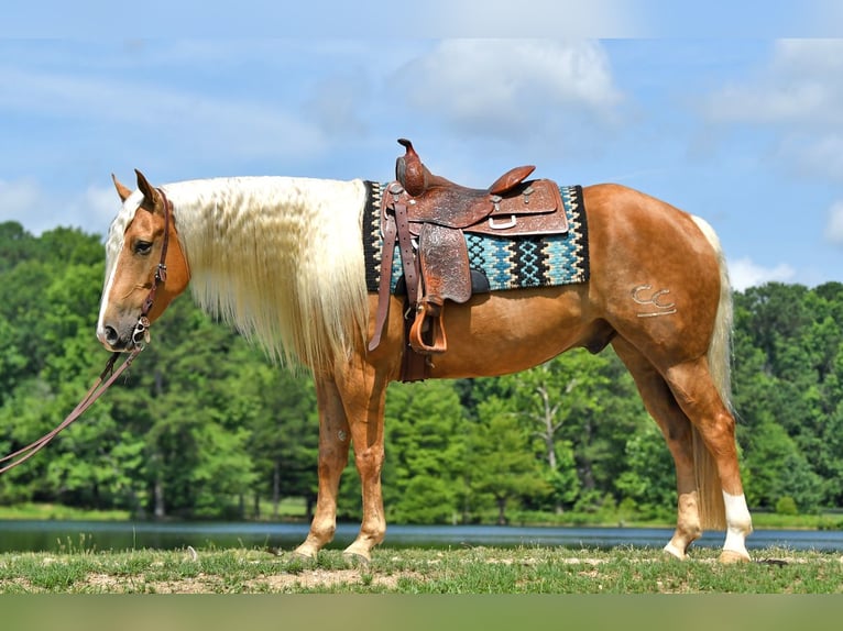 American Quarter Horse Wallach 5 Jahre 152 cm Palomino in Belfast