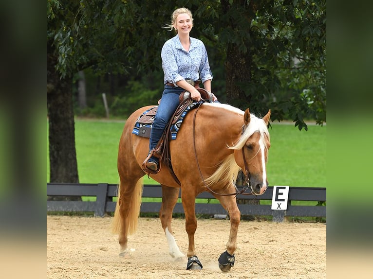 American Quarter Horse Wallach 5 Jahre 152 cm Palomino in Belfast