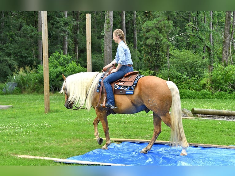 American Quarter Horse Wallach 5 Jahre 152 cm Palomino in Belfast