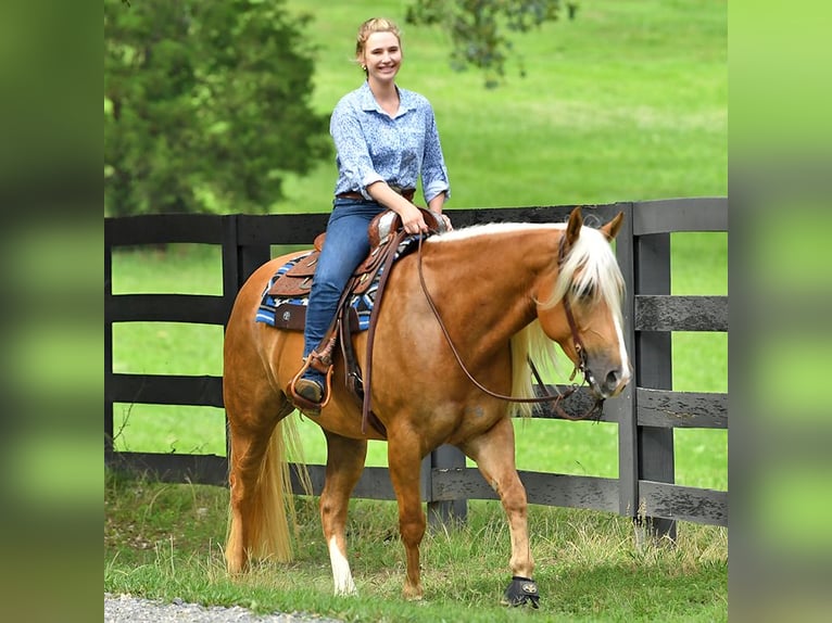 American Quarter Horse Wallach 5 Jahre 152 cm Palomino in Belfast