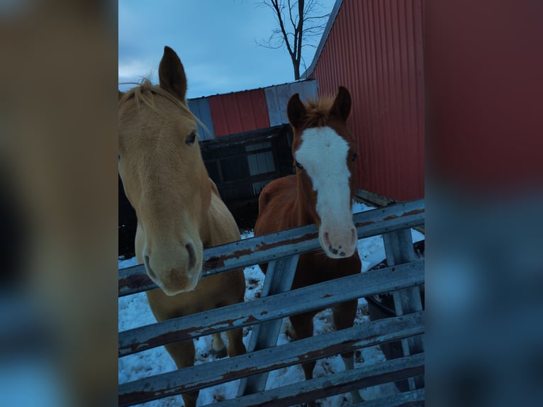 American Quarter Horse Wallach 5 Jahre 152 cm Palomino in Paris