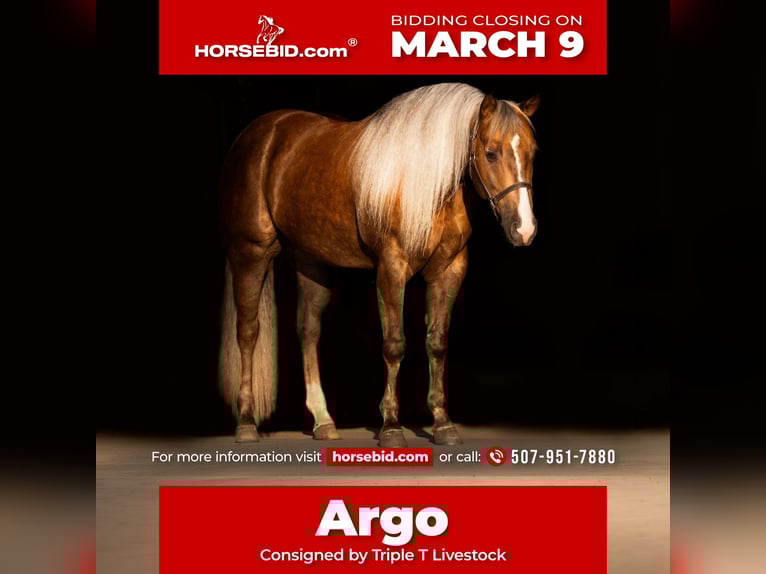 American Quarter Horse Wallach 5 Jahre 152 cm Palomino in Aguila