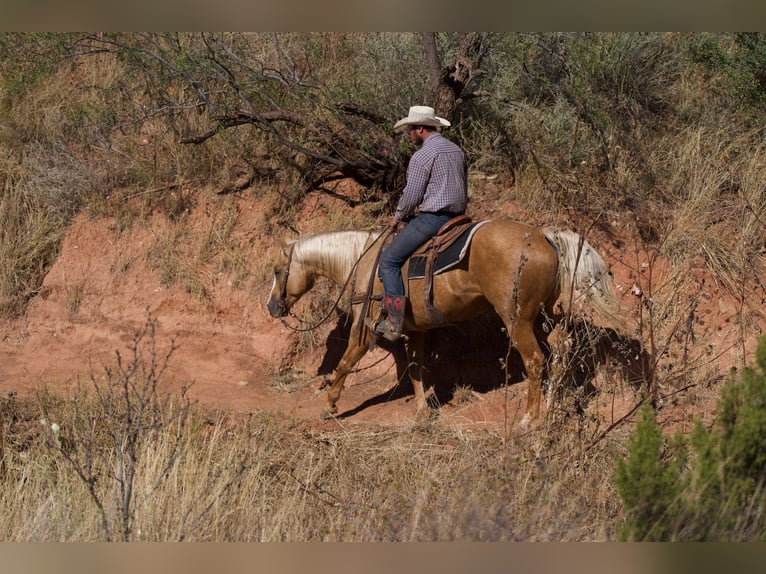 American Quarter Horse Wallach 5 Jahre 152 cm Palomino in Canyon, TX