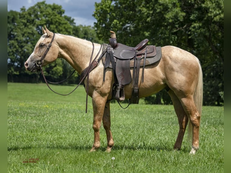 American Quarter Horse Wallach 5 Jahre 152 cm Palomino in Midway, KY
