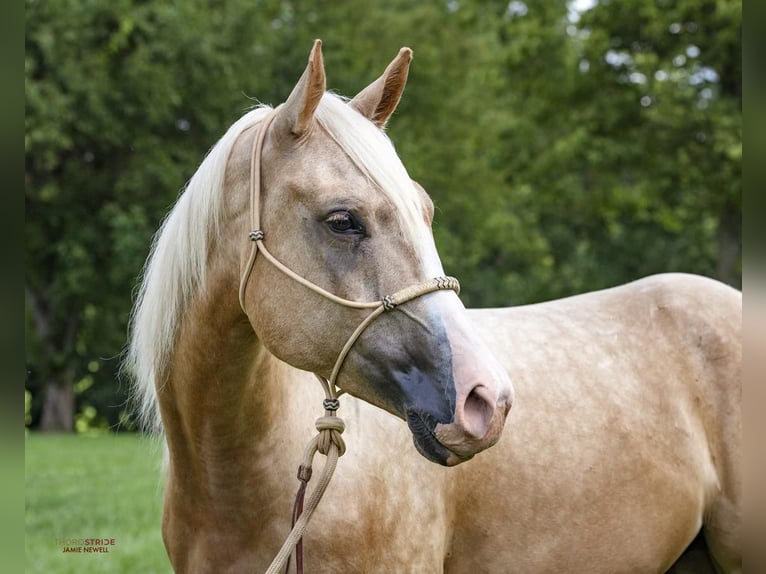 American Quarter Horse Wallach 5 Jahre 152 cm Palomino in Midway, KY