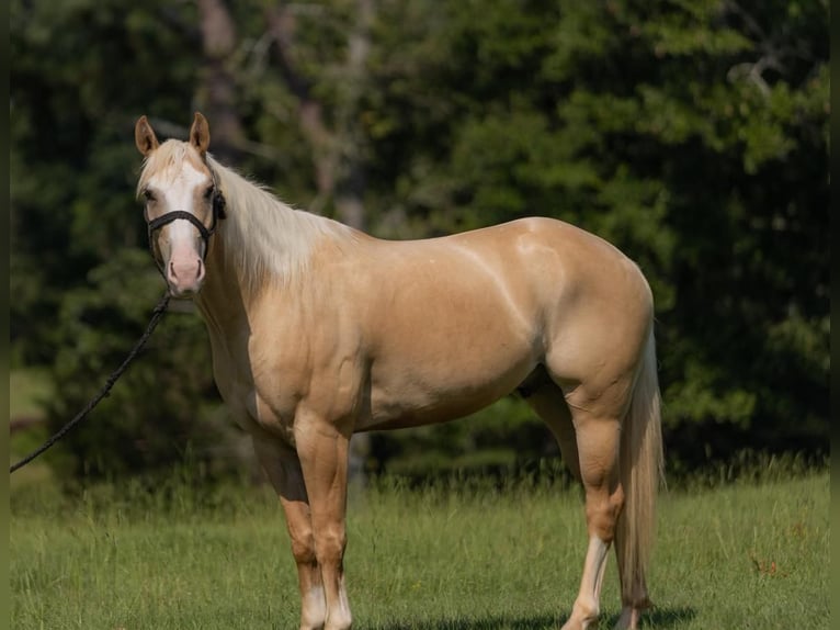 American Quarter Horse Wallach 5 Jahre 152 cm Palomino in Vicksburg, MS