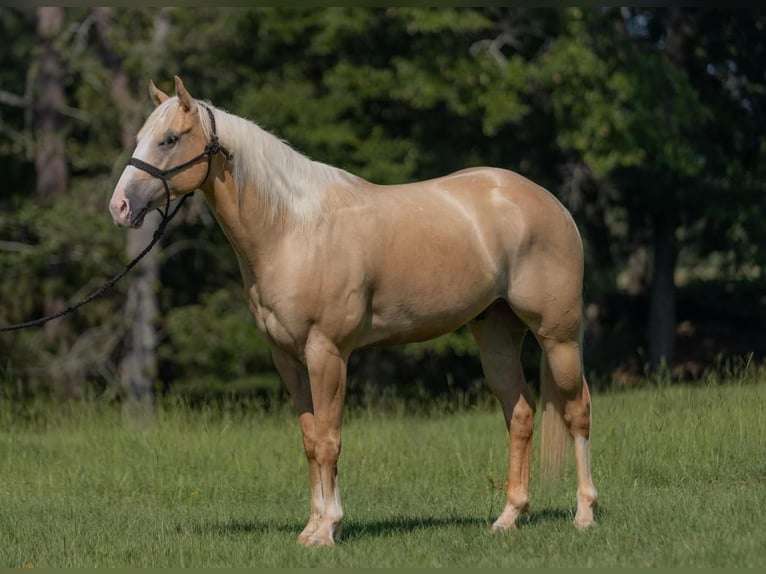 American Quarter Horse Wallach 5 Jahre 152 cm Palomino in Vicksburg, MS
