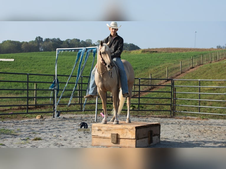 American Quarter Horse Wallach 5 Jahre 152 cm Palomino in Fredericksburg, OH