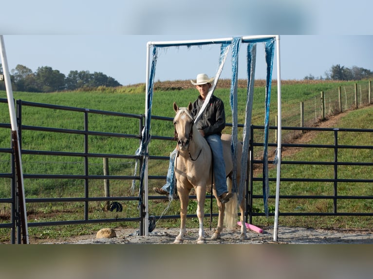American Quarter Horse Wallach 5 Jahre 152 cm Palomino in Fredericksburg, OH