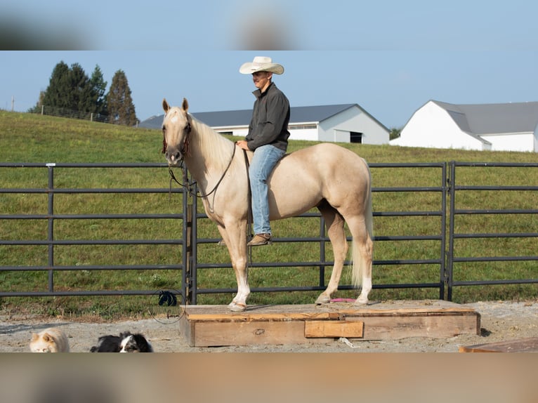 American Quarter Horse Wallach 5 Jahre 152 cm Palomino in Fredericksburg, OH