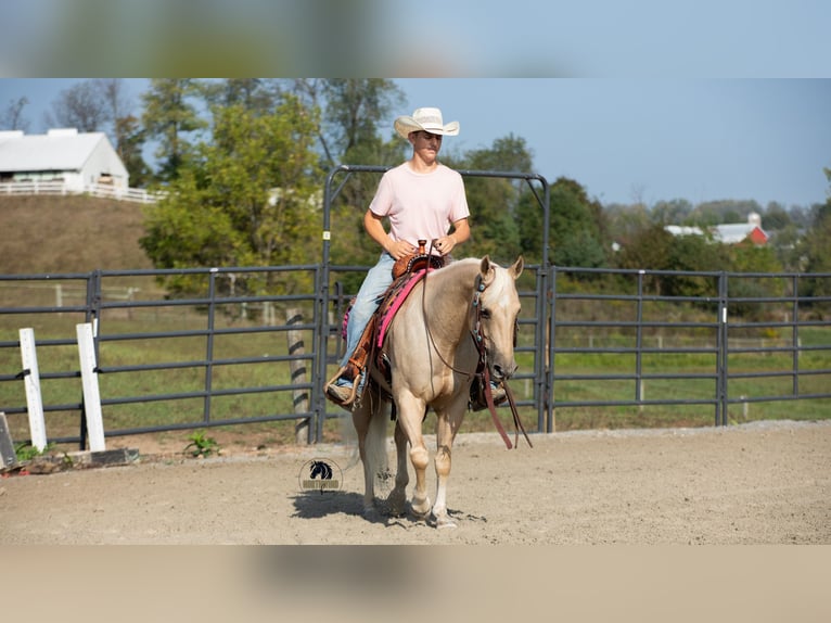 American Quarter Horse Wallach 5 Jahre 152 cm Palomino in Fredericksburg, OH
