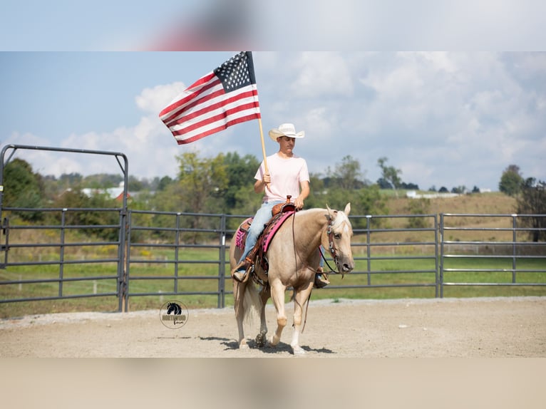 American Quarter Horse Wallach 5 Jahre 152 cm Palomino in Fredericksburg, OH