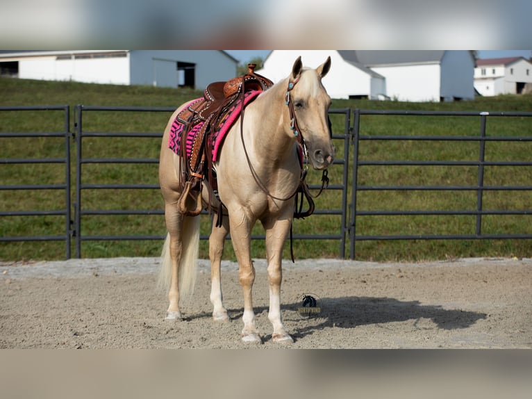 American Quarter Horse Wallach 5 Jahre 152 cm Palomino in Fredericksburg, OH