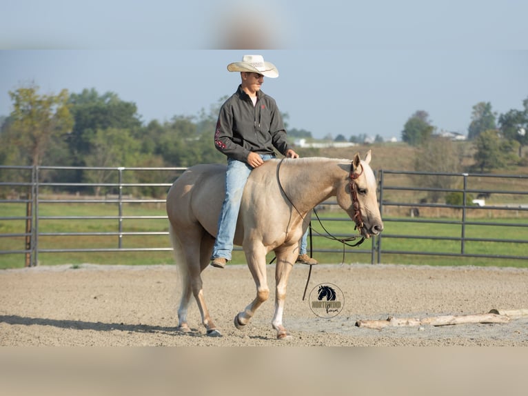 American Quarter Horse Wallach 5 Jahre 152 cm Palomino in Fredericksburg, OH