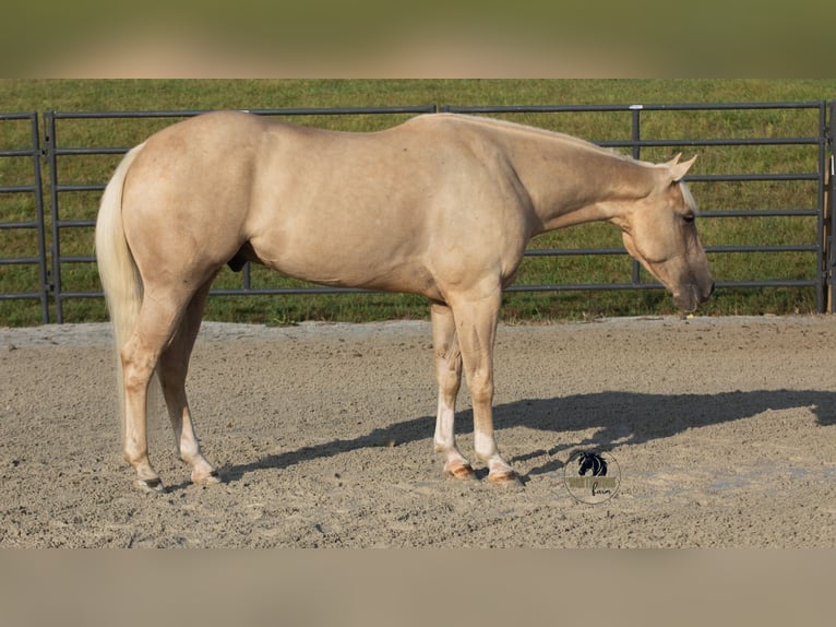 American Quarter Horse Wallach 5 Jahre 152 cm Palomino in Fredericksburg, OH