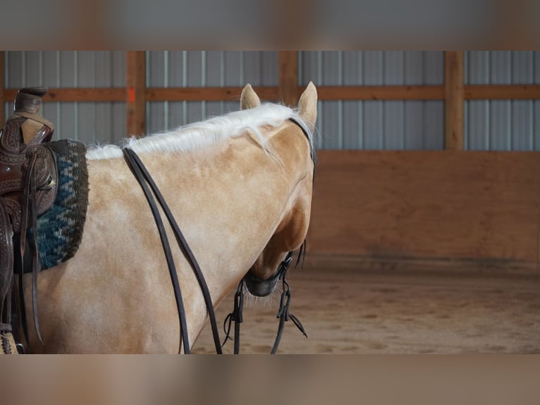 American Quarter Horse Wallach 5 Jahre 152 cm Palomino in Independence