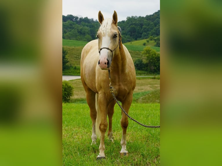 American Quarter Horse Wallach 5 Jahre 152 cm Palomino in Independence