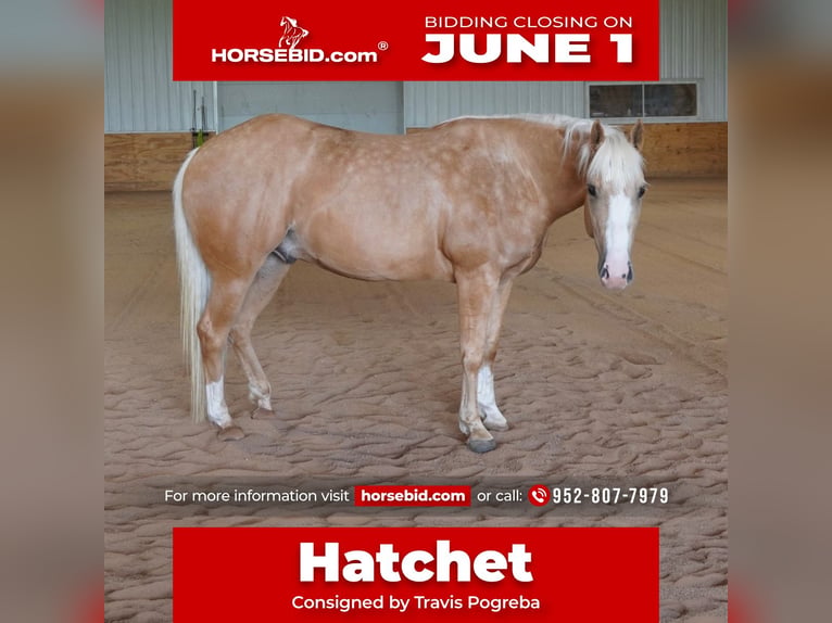 American Quarter Horse Wallach 5 Jahre 152 cm Palomino in Independence