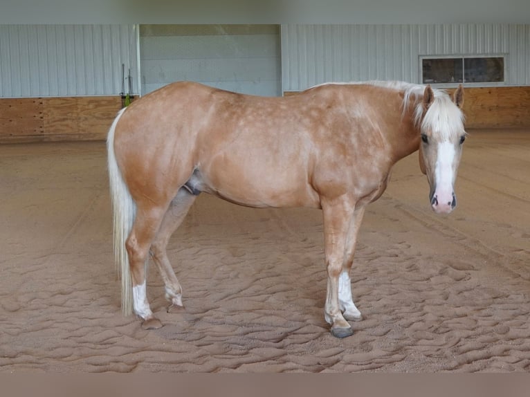 American Quarter Horse Wallach 5 Jahre 152 cm Palomino in Independence