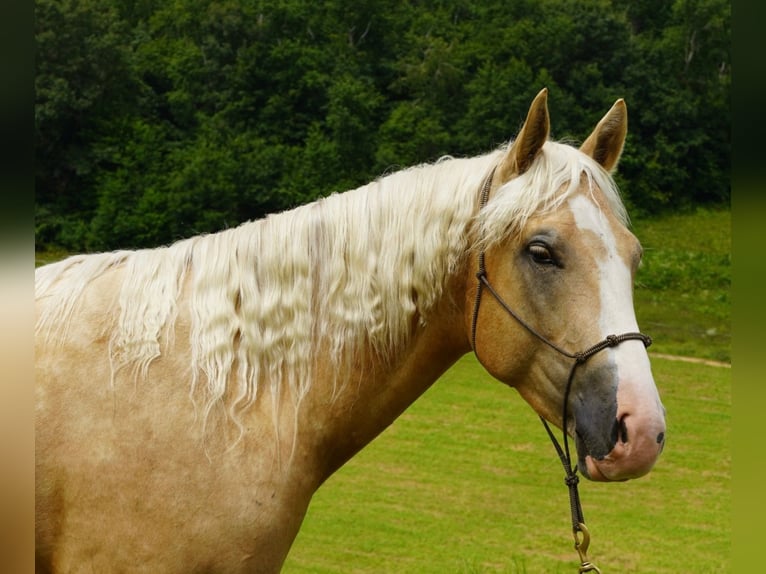American Quarter Horse Wallach 5 Jahre 152 cm Palomino in Independence