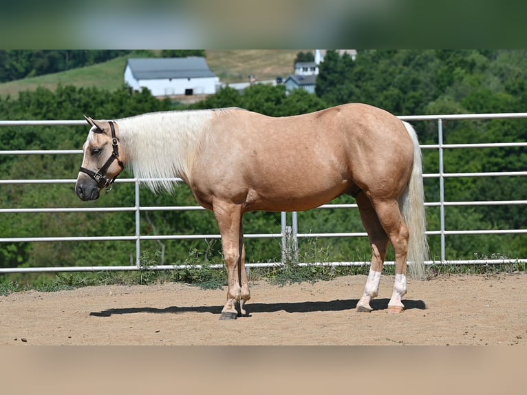 American Quarter Horse Wallach 5 Jahre 152 cm Palomino in Millersburg