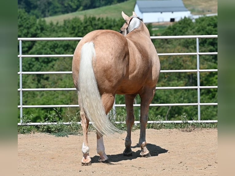 American Quarter Horse Wallach 5 Jahre 152 cm Palomino in Millersburg