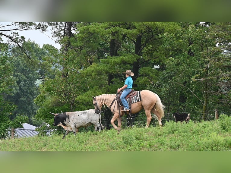 American Quarter Horse Wallach 5 Jahre 152 cm Palomino in Millersburg