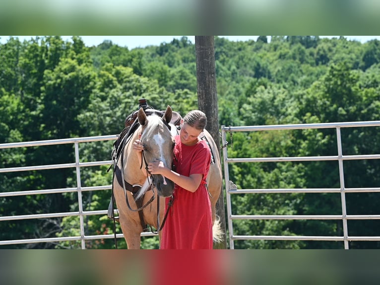 American Quarter Horse Wallach 5 Jahre 152 cm Palomino in Millersburg
