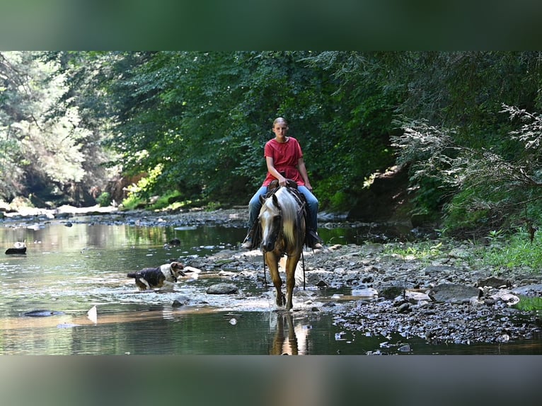 American Quarter Horse Wallach 5 Jahre 152 cm Palomino in Millersburg