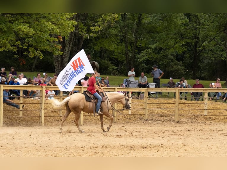 American Quarter Horse Wallach 5 Jahre 152 cm Palomino in Millersburg