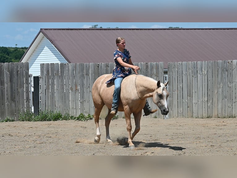 American Quarter Horse Wallach 5 Jahre 152 cm Palomino in Millersburg