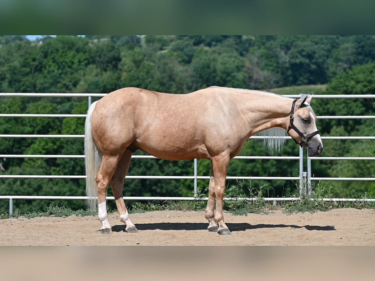 American Quarter Horse Wallach 5 Jahre 152 cm Palomino in Millersburg