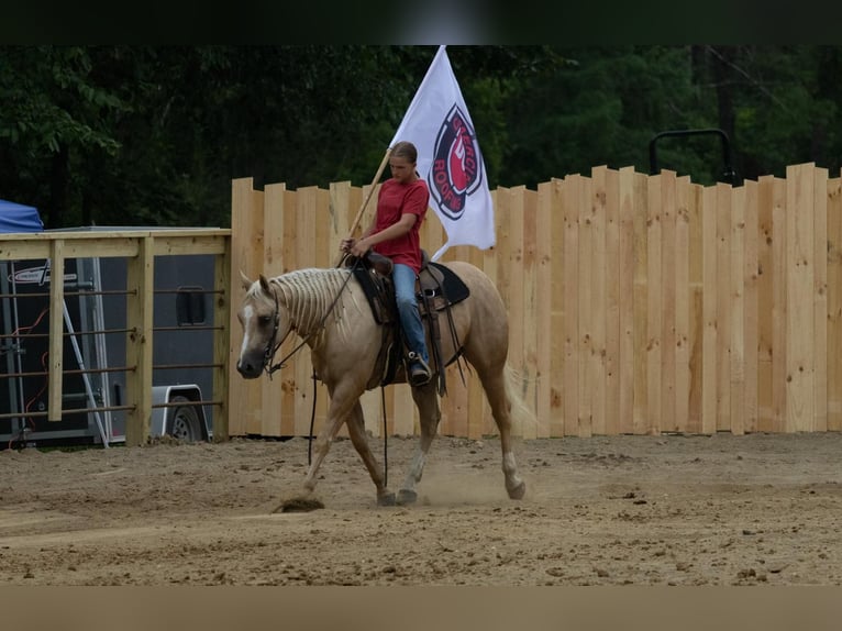 American Quarter Horse Wallach 5 Jahre 152 cm Palomino in Millersburg