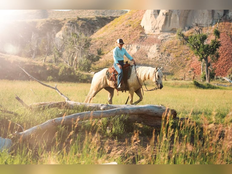 American Quarter Horse Wallach 5 Jahre 152 cm Palomino in Stephenville, TX