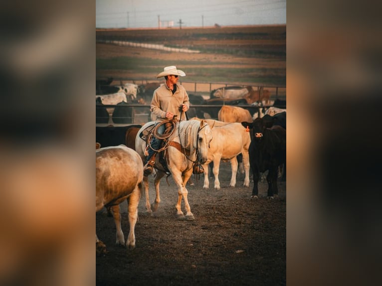 American Quarter Horse Wallach 5 Jahre 152 cm Palomino in Stephenville, TX